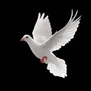 single-white-pigeon-flying-against-a-black-background-picture-id147027411