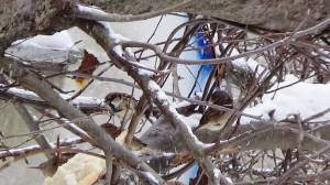 16265722_1394822607218648_4858005874307685636_n